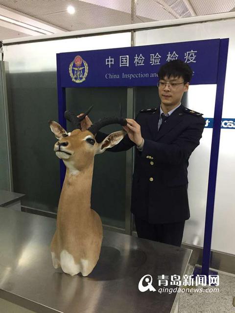 山东首截黑斑羚头标本 山东首截黑斑羚头标本