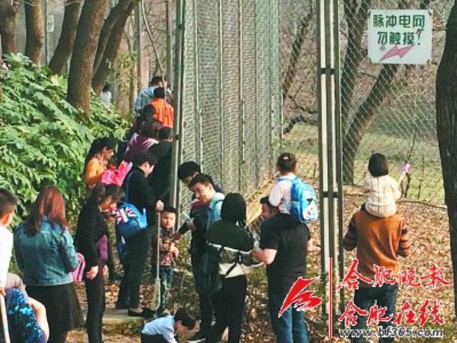 厉害了 动物园游客无视警示近距离观虎