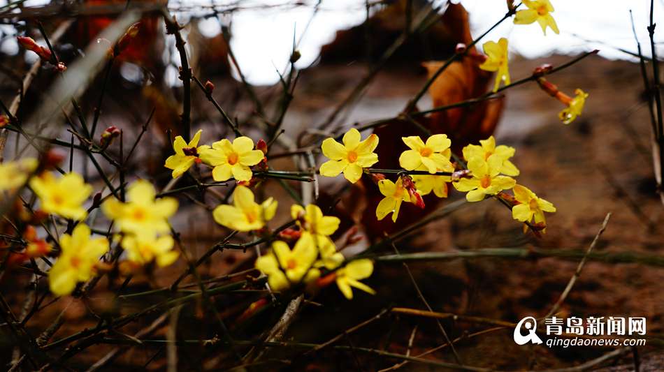 迎春花雪中傲然开放 黄花与白雪交相辉映