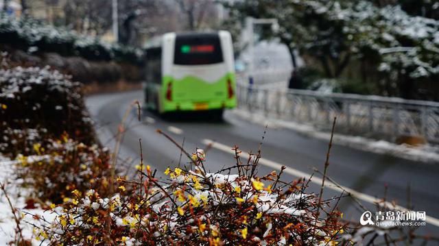 迎春花雪中傲然开放 黄花与白雪交相辉映