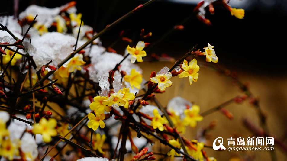 迎春花雪中傲然开放 黄花与白雪交相辉映