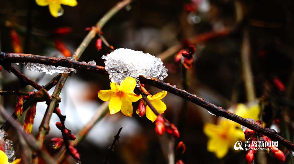 迎春花雪中傲然开放 黄花与白雪交相辉映