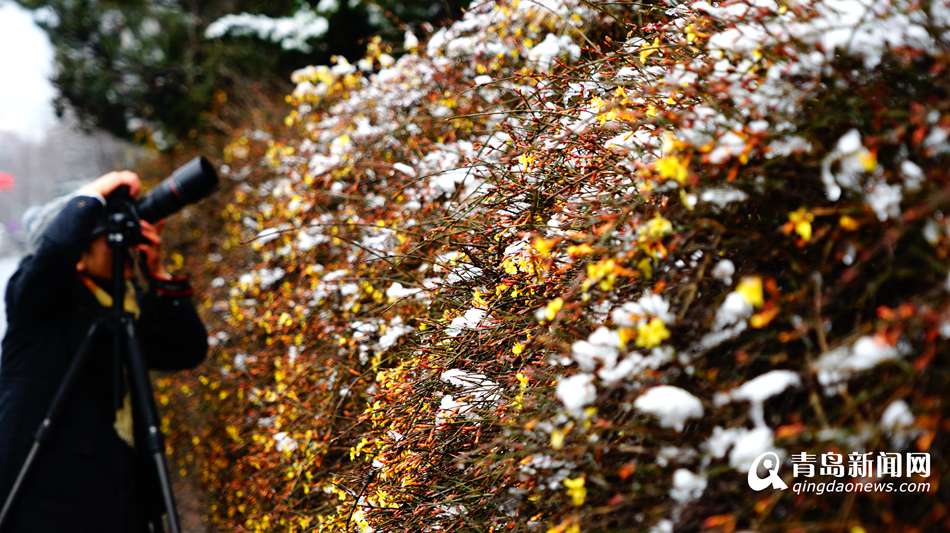 迎春花雪中傲然开放 黄花与白雪交相辉映