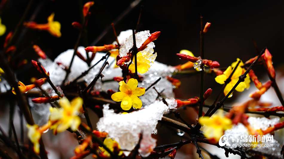 迎春花雪中傲然开放 黄花与白雪交相辉映