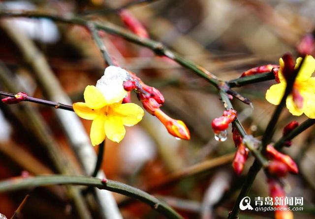 迎春花雪中傲然开放 黄花与白雪交相辉映