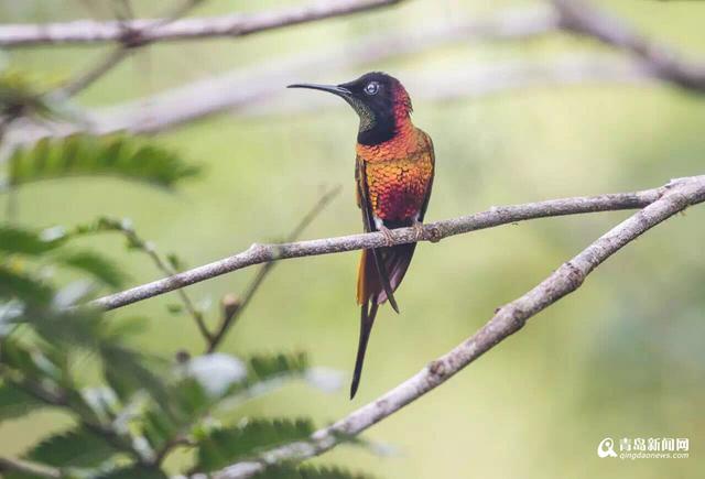 你见过蜂鸟吗？世界最小仅重2克