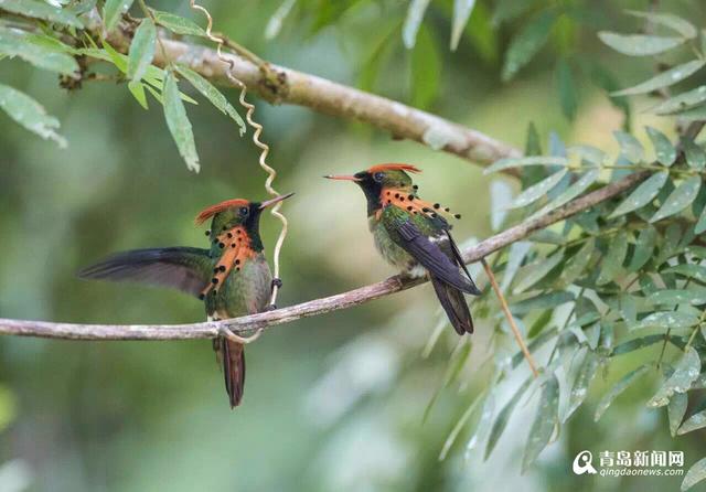 你见过蜂鸟吗？世界最小仅重2克