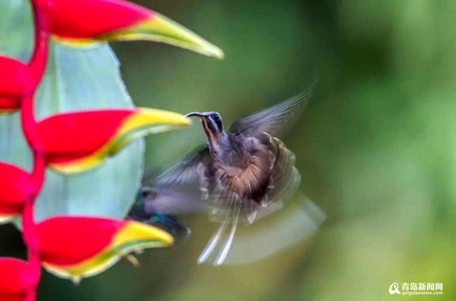 你见过蜂鸟吗？世界最小仅重2克