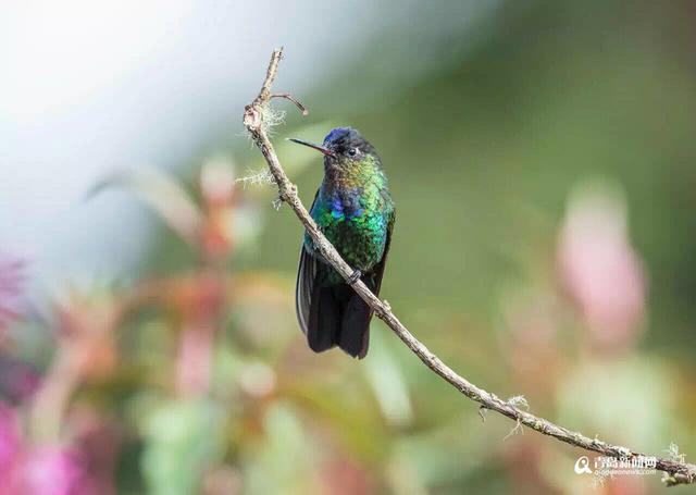 你见过蜂鸟吗？世界最小仅重2克