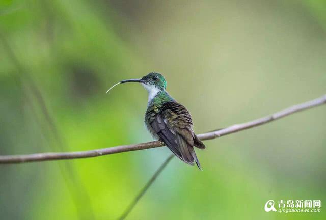 你见过蜂鸟吗？世界最小仅重2克
