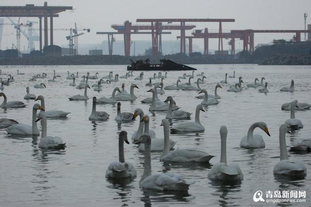 实拍烟墩角天鹅湖 看天鹅起舞听潮起潮落
