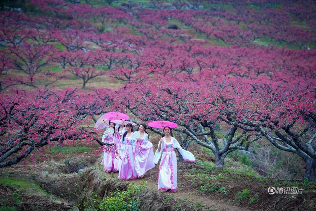 广东连州桃花节 古装女大学生花间吟诗吃酒(图)