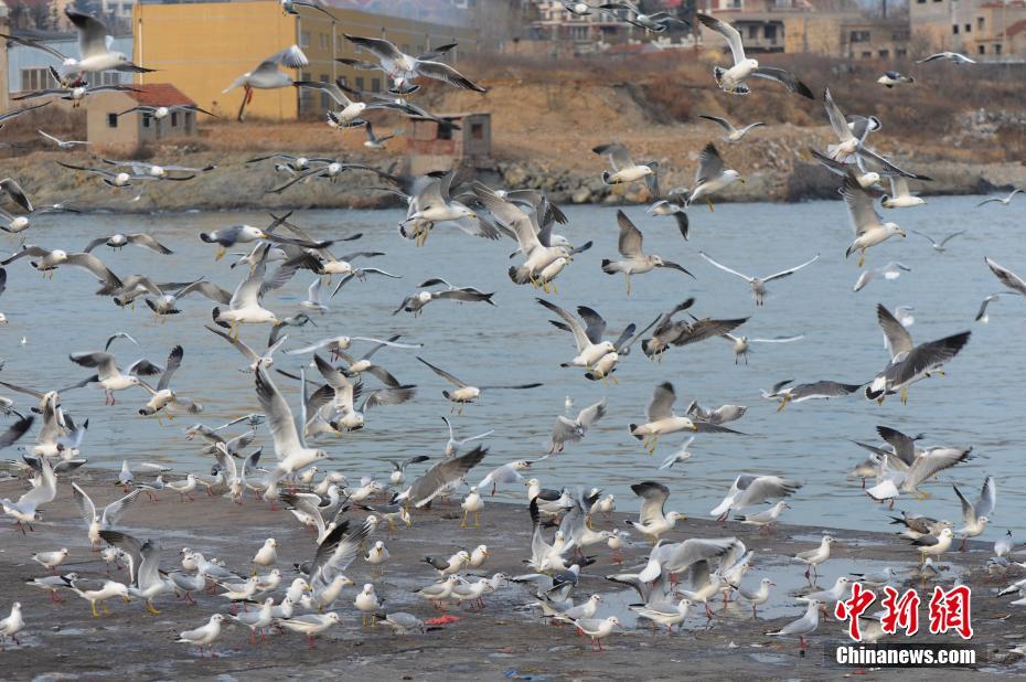 青岛大批银鸥落户渔村 码头抢食场面壮观