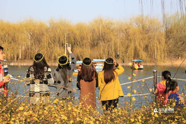 百花千卉共芬芳 青岛发布迎春花观赏攻略