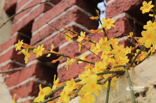 百花千卉共芬芳 青岛发布迎春花观赏攻略
