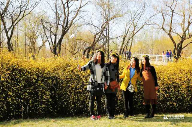 百花千卉共芬芳 青岛发布迎春花观赏攻略