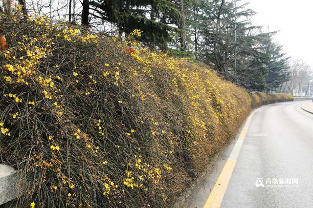 百花千卉共芬芳 青岛发布迎春花观赏攻略