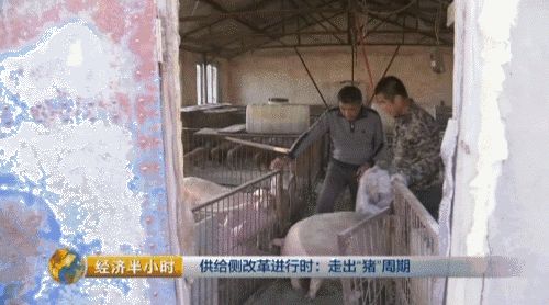 北大才子养猪记：一年卖出10个亿 有啥秘笈？