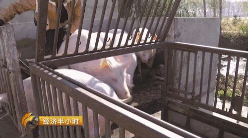 北大才子养猪记：一年卖出10个亿 有啥秘笈？