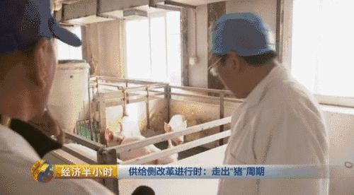 北大才子养猪记：一年卖出10个亿 有啥秘笈？