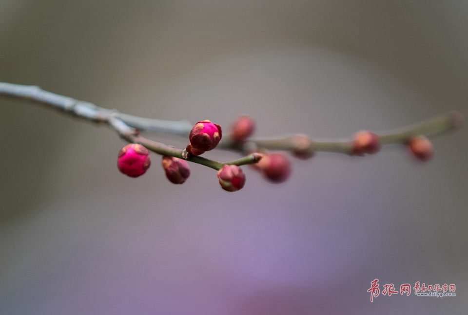 高清：中山公园梅花含苞待放 零星花朵俏立枝头