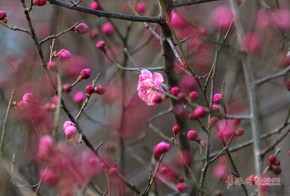 高清：中山公园梅花含苞待放 零星花朵俏立枝头