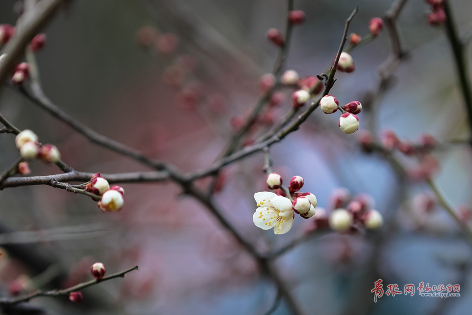 高清：中山公园梅花含苞待放 零星花朵俏立枝头