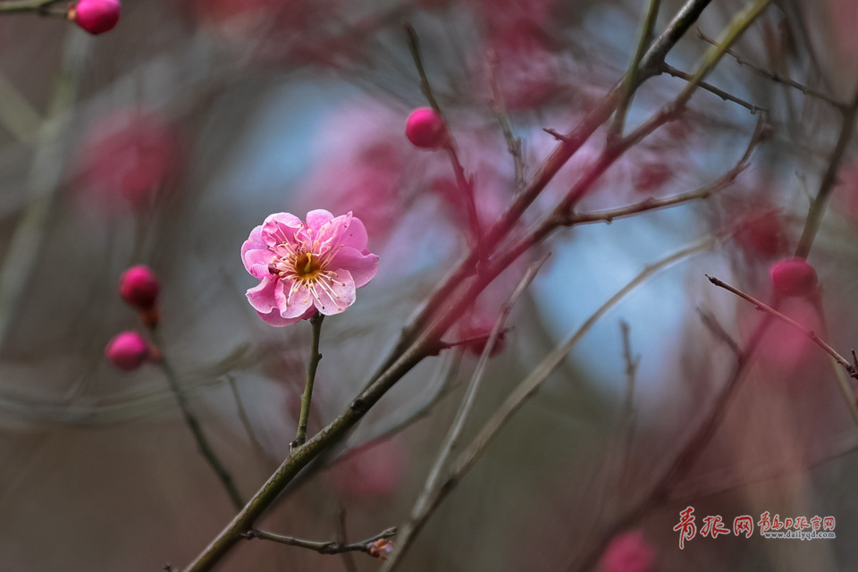 高清：中山公园梅花含苞待放 零星花朵俏立枝头