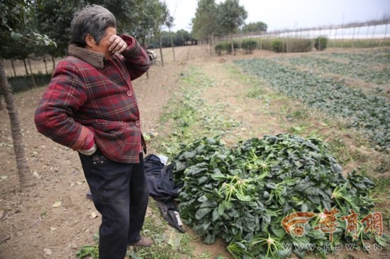 100公斤菠菜只卖了26元！当周至菜农张建文说起菜价时，老伴忍不住流下了眼泪。