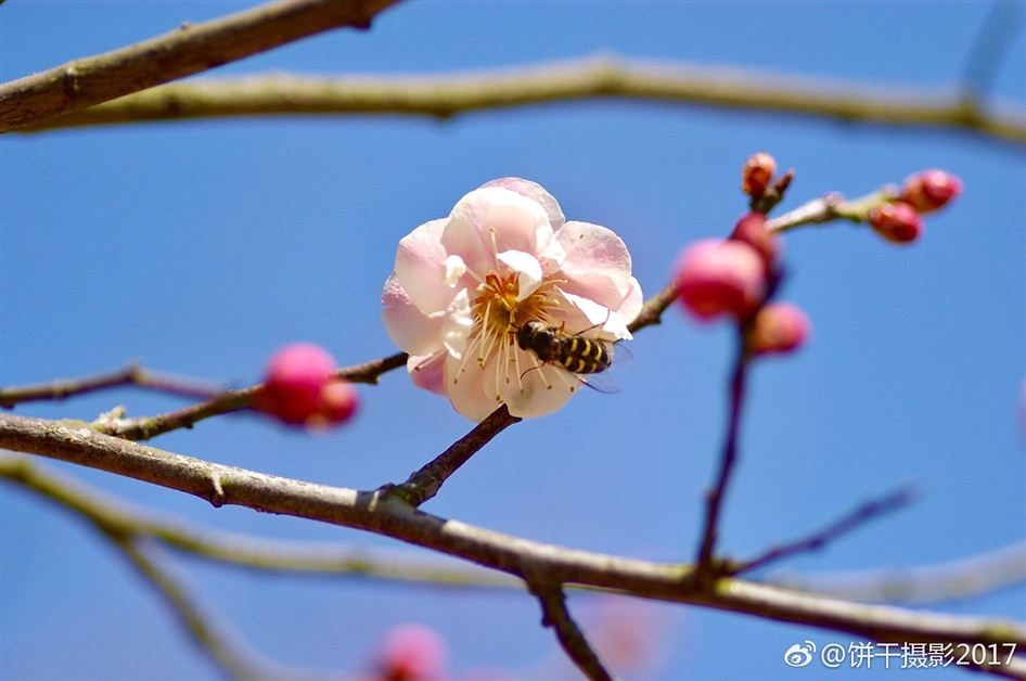 青岛渐觉春色好 中山公园已开启赏花模式