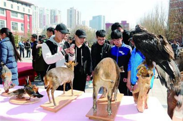 青岛已发现437种野生动物