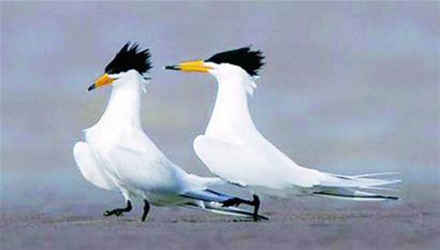 青岛已发现437种野生动物