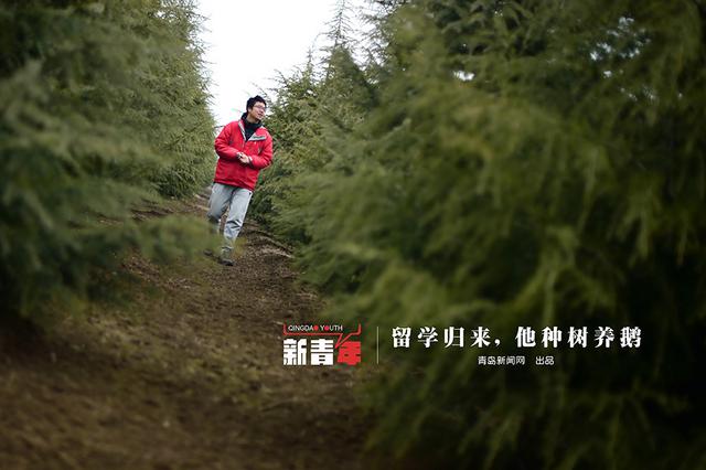【新青年】80后海归 放弃高薪回即墨养鹅