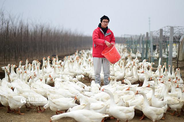 【新青年】80后海归 放弃高薪回即墨养鹅
