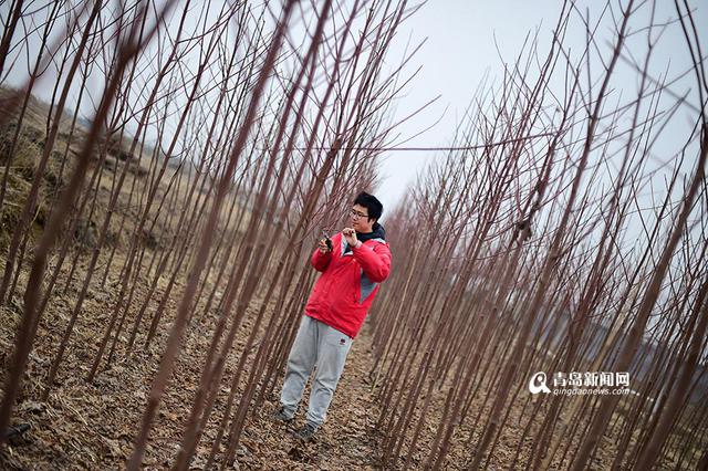 【新青年】80后海归 放弃高薪回即墨养鹅