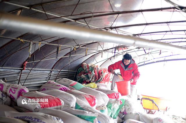 【新青年】80后海归 放弃高薪回即墨养鹅