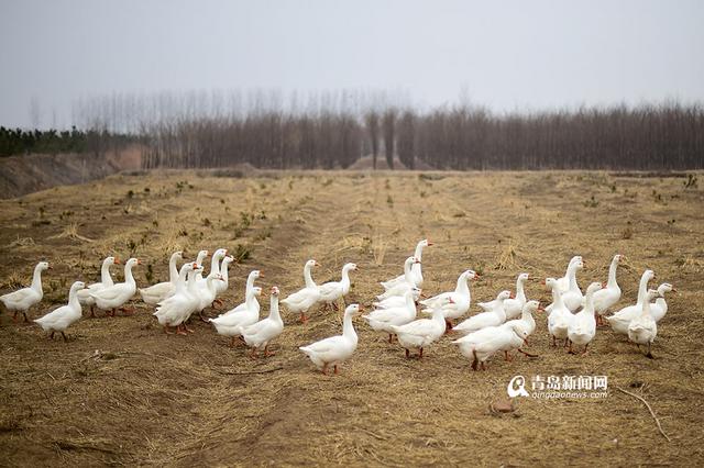 【新青年】80后海归 放弃高薪回即墨养鹅