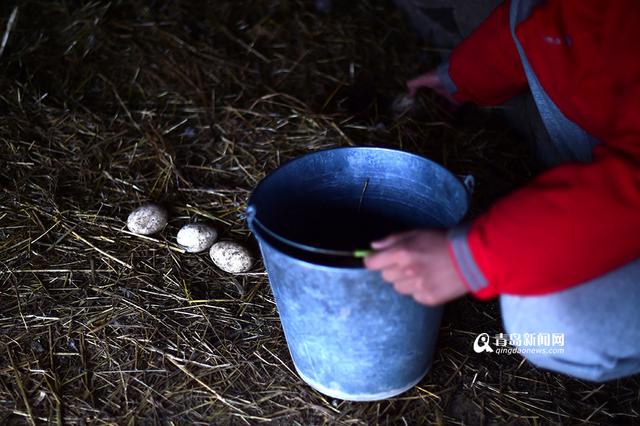 【新青年】80后海归 放弃高薪回即墨养鹅