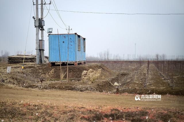 【新青年】80后海归 放弃高薪回即墨养鹅