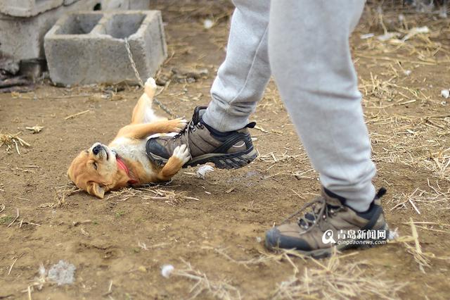 【新青年】80后海归 放弃高薪回即墨养鹅