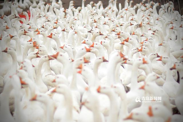 【新青年】80后海归 放弃高薪回即墨养鹅