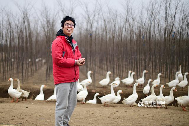 【新青年】80后海归 放弃高薪回即墨养鹅