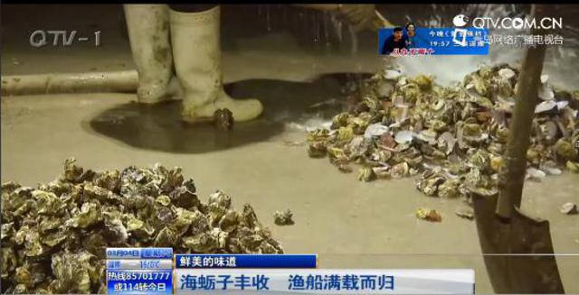 海蛎子丰收个大肉肥 好年景十年难得一见(图)