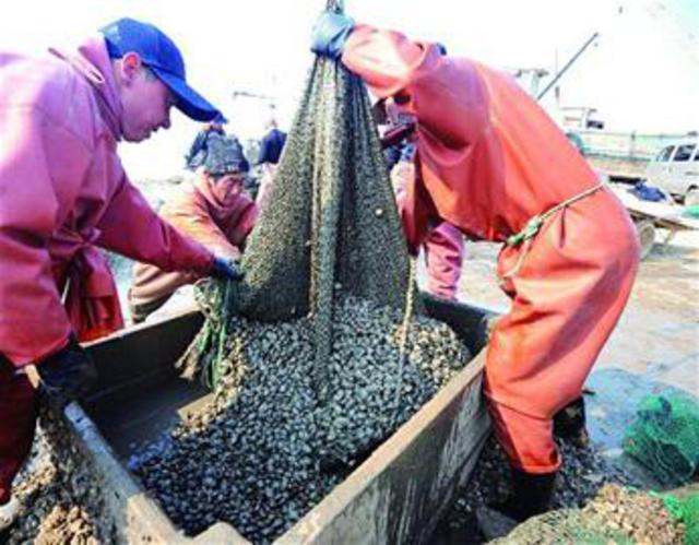 壳薄肉肥汤汁浓 胶州湾蛤蜊叫响全国