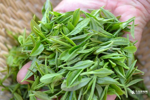 高清:头茬崂山茶开始采摘 大田茶要等到5月份