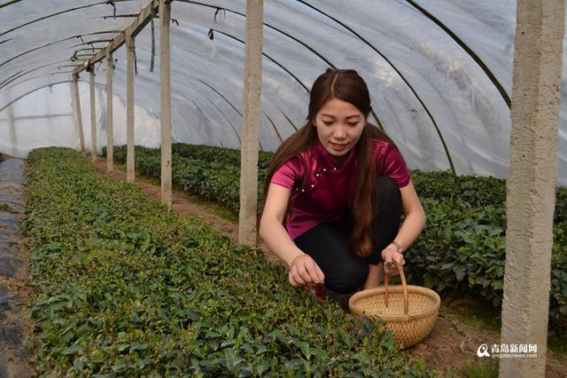 高清:头茬崂山茶开始采摘 大田茶要等到5月份