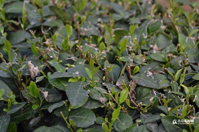 高清:头茬崂山茶开始采摘 大田茶要等到5月份