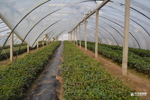 高清:头茬崂山茶开始采摘 大田茶要等到5月份