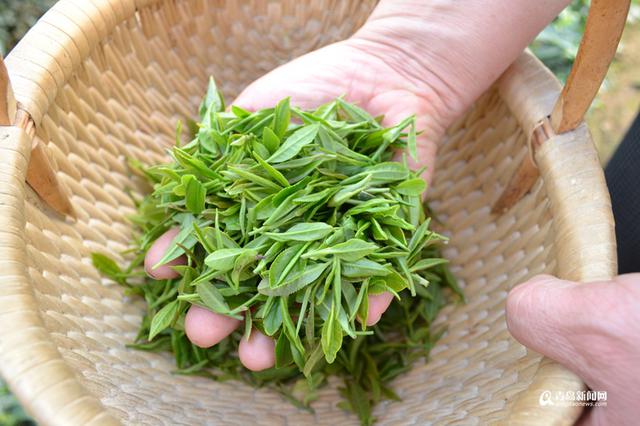 高清:头茬崂山茶开始采摘 大田茶要等到5月份