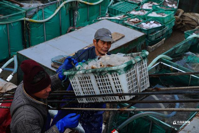 高清:大风天出海渔船锐减 野生海鲜量少受追捧